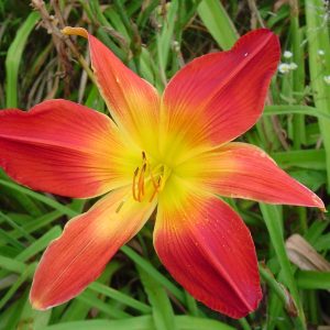 Open Hearth Daylily