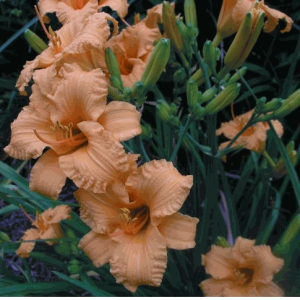 Bertie Ferris Daylily