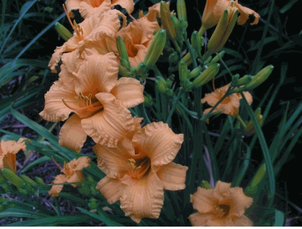 Bertie Ferris Daylily