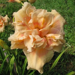 Big Kiss Daylily