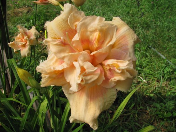 Big Kiss Daylily