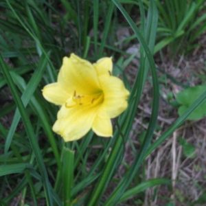 Bitsy Daylily