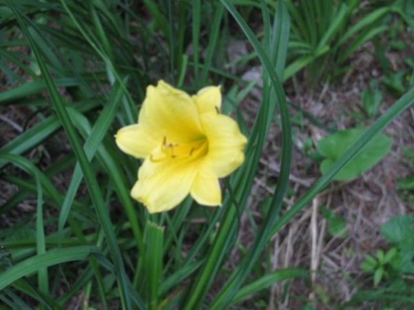 Bitsy Daylily