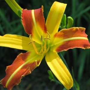 Caballero Daylily