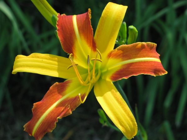 Caballero Daylily