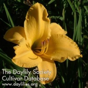 California Sunshine Daylily