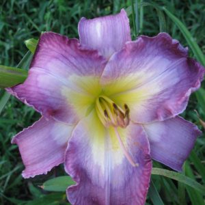 Cognizant Dissonant Daylily