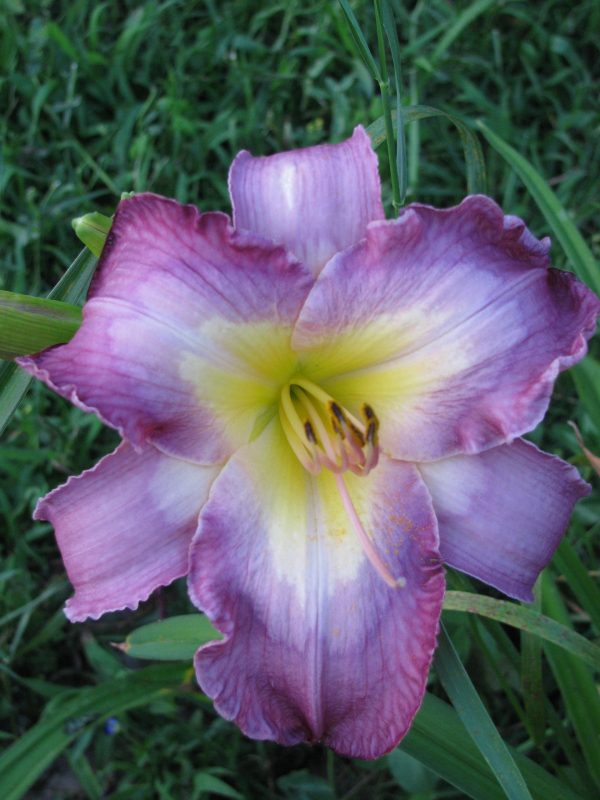 Cognizant Dissonant Daylily