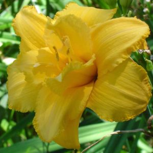 Condilla Daylily