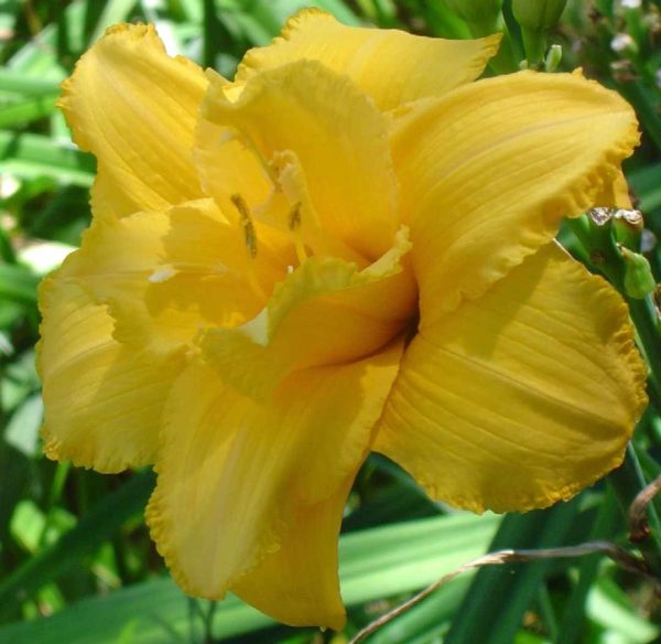Condilla Daylily