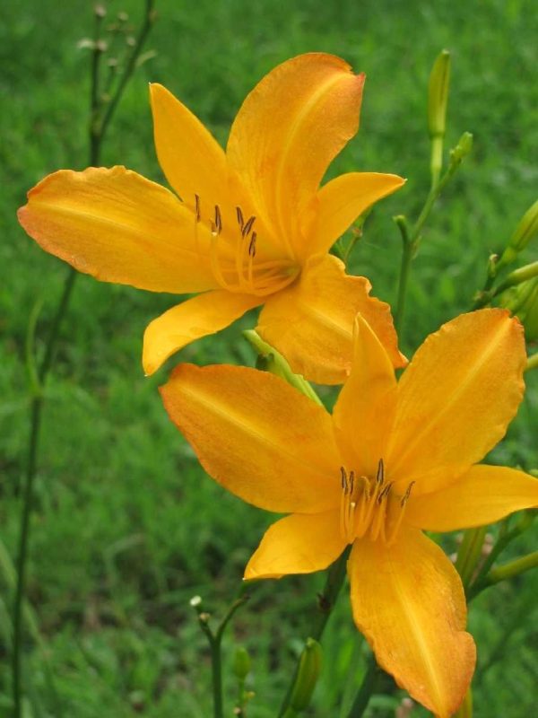 August Pioneer Daylily