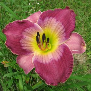 Court Magician Daylily