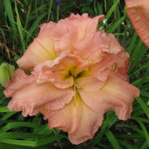 Dublin Elaine Daylily