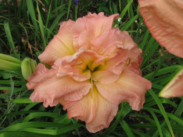 Dublin Elaine Daylily