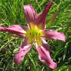 Fellow Daylily