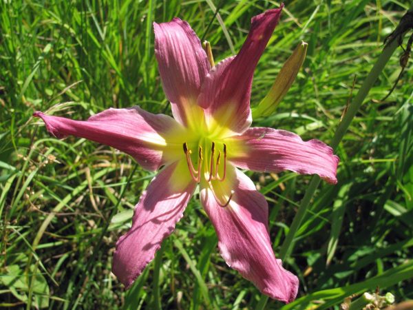 Fellow Daylily