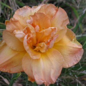 Fran Joiner Daylily