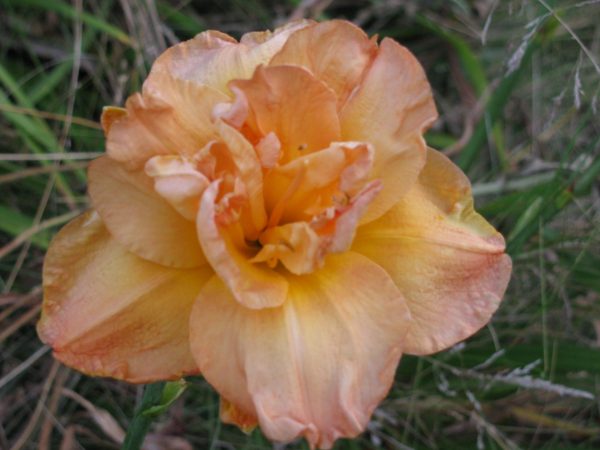 Fran Joiner Daylily