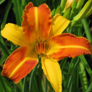 Frans Hals Daylily