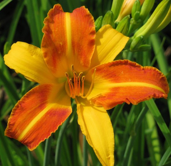 Frans Hals Daylily