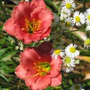 Fresh Air Daylily