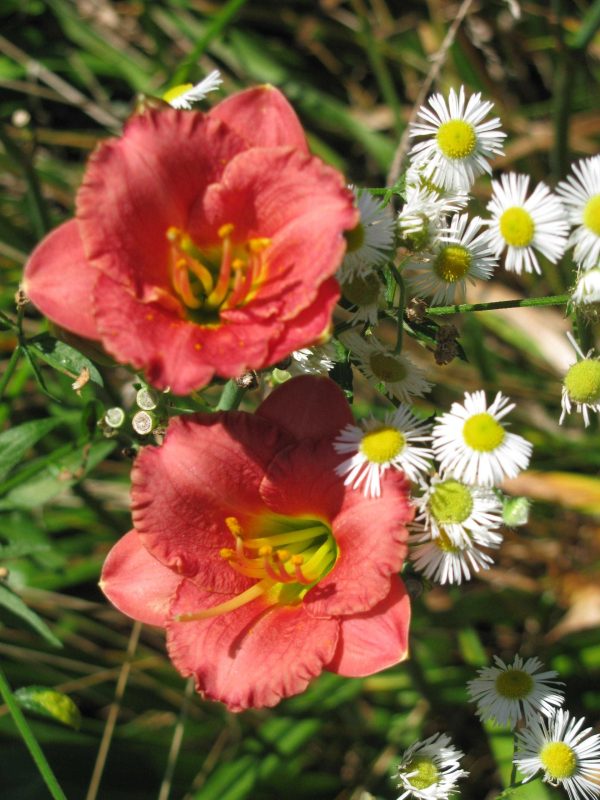 Fresh Air Daylily