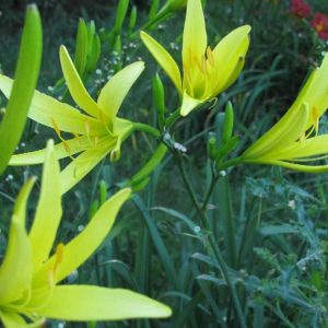 Citrina Daylily