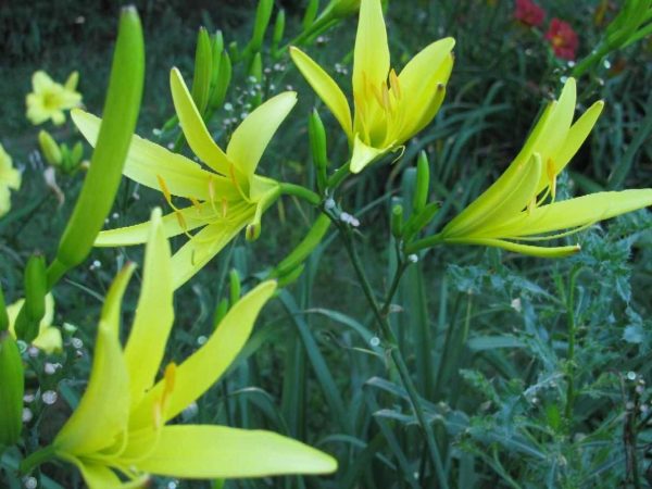 Citrina Daylily
