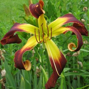 Helix Daylily