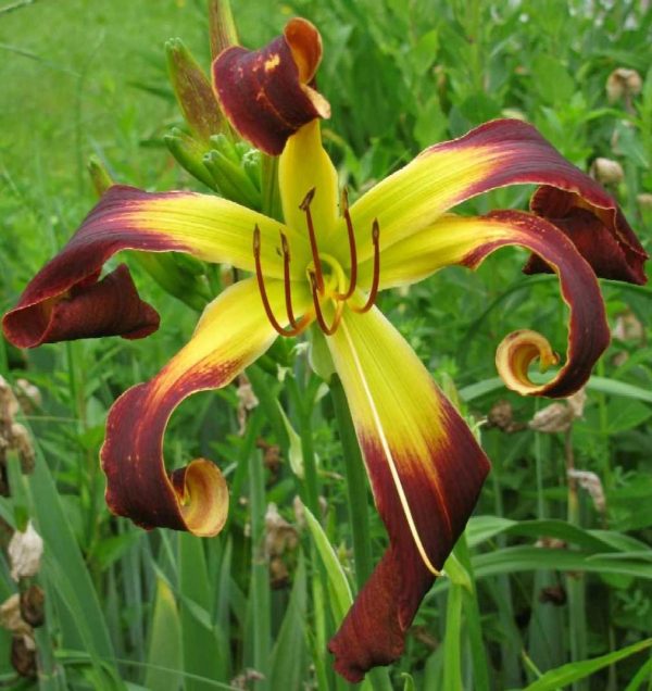 Helix Daylily