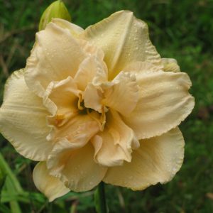 Land of Cotton Daylily