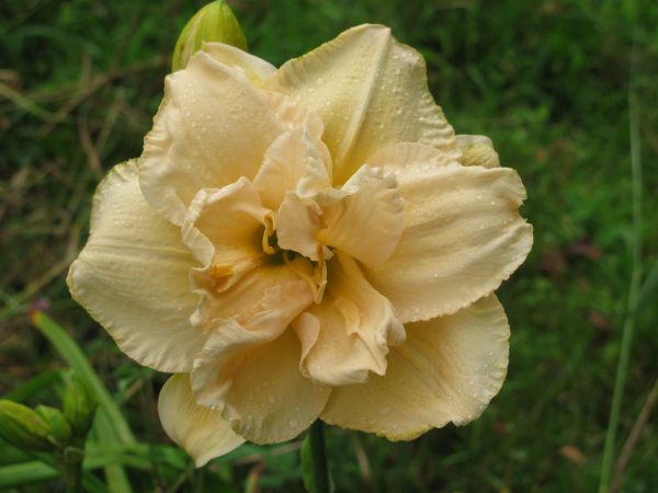Land of Cotton Daylily