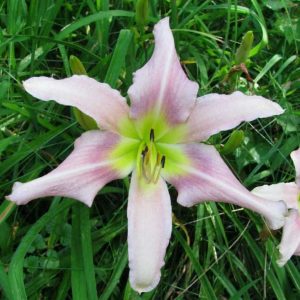 Lavender Light Daylily