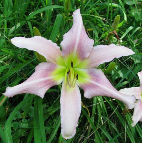 Lavender Light Daylily