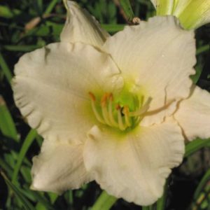 Lullaby Baby Daylily
