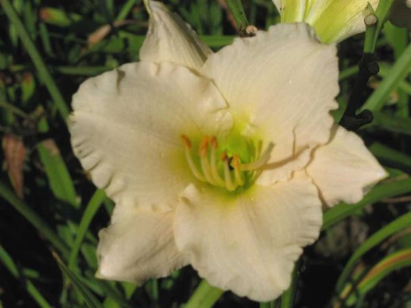 Lullaby Baby Daylily