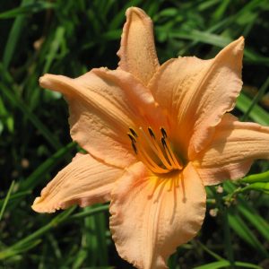 May Hall Daylily