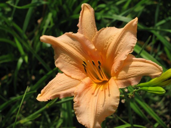 May Hall Daylily