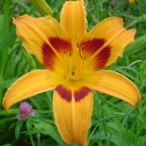 Mikado Daylily