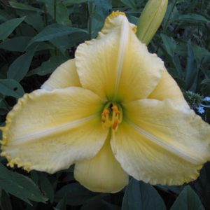 Notify Ground Crew Daylily