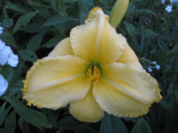 Notify Ground Crew Daylily
