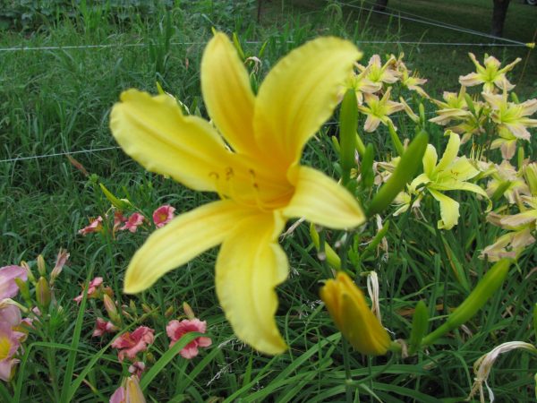 Ophir Daylily