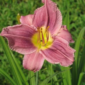 Prairie Blue Eyes Daylily