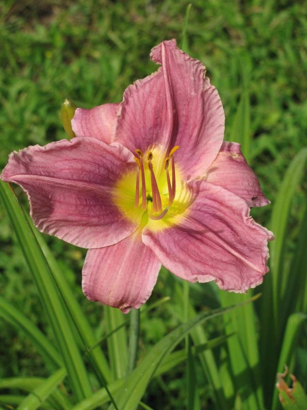 Prairie Blue Eyes Daylily