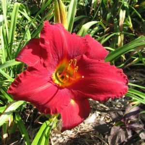 Red Volunteer Daylily