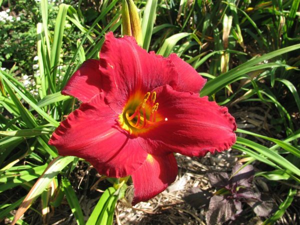 Red Volunteer Daylily