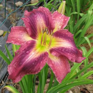 Smoke Scream Daylily