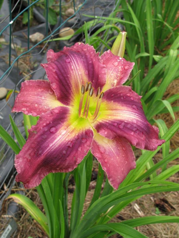 Smoke Scream Daylily