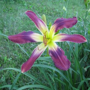 Star Asterisk Daylily