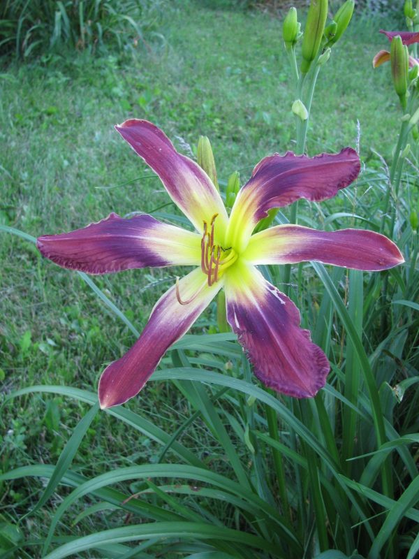 Star Asterisk Daylily